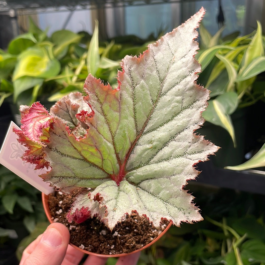 Begonia Harmony&