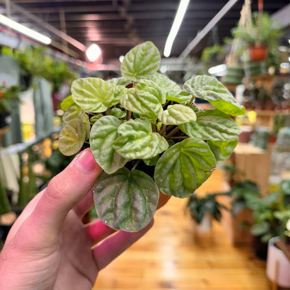 Peperomia Silver Dragon