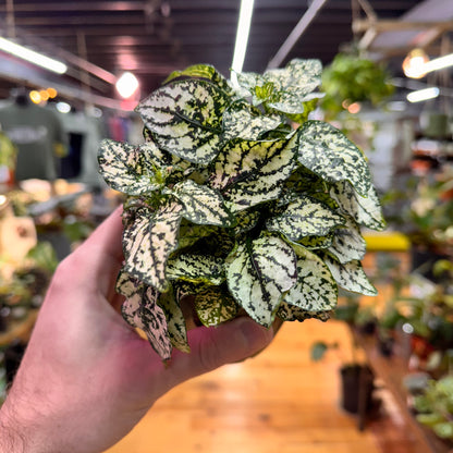 Hypoestes Polka Dot