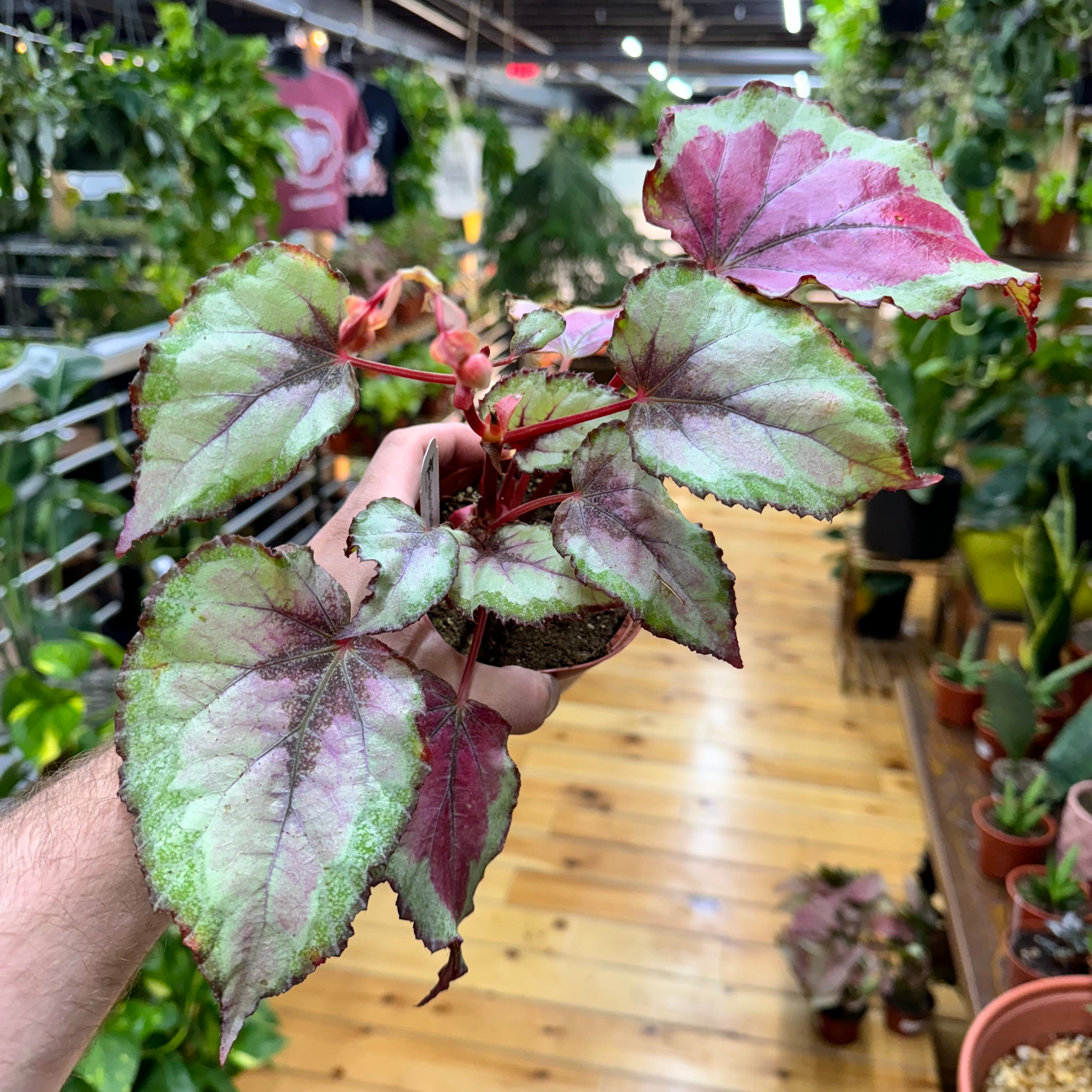 Begonia Spitfire