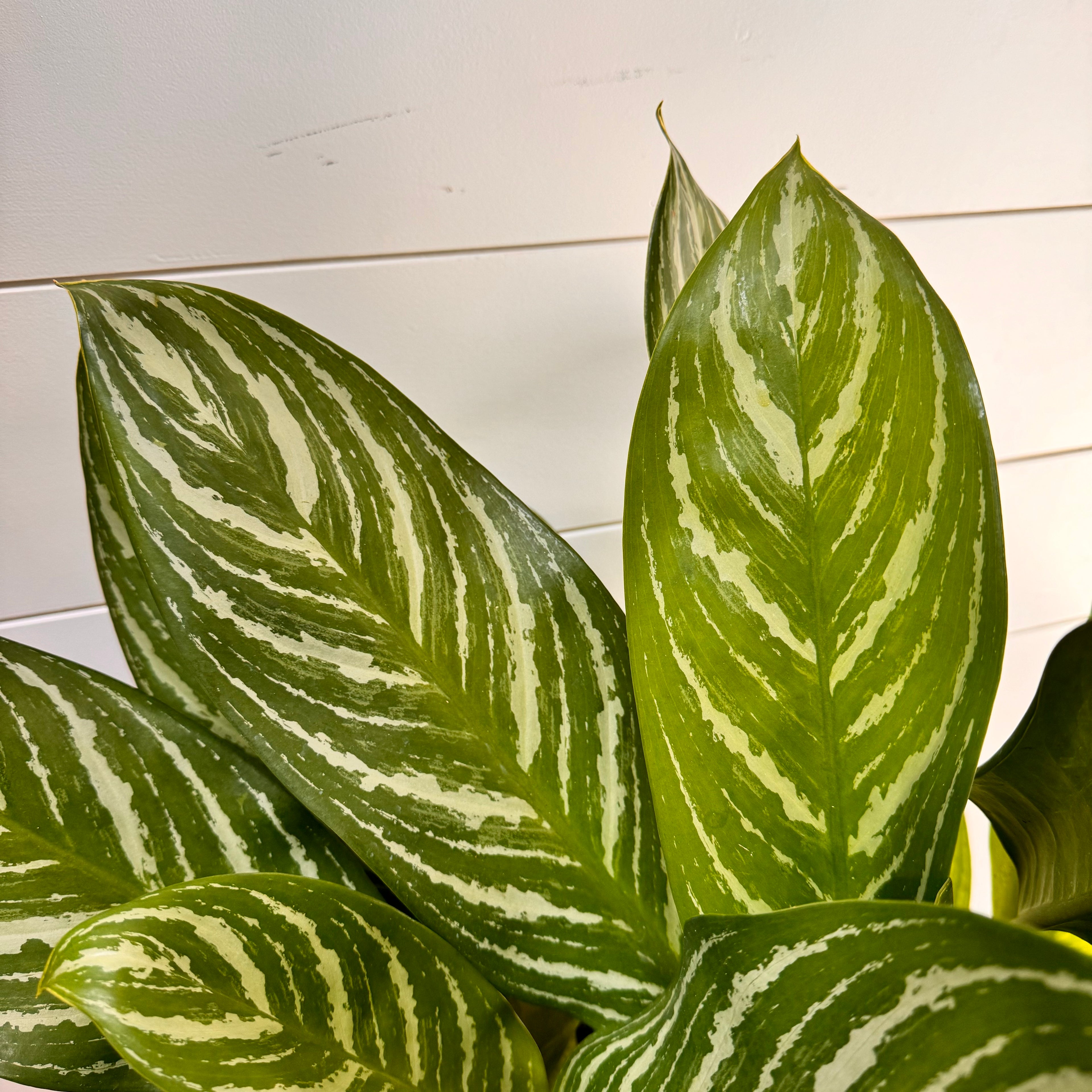 Aglaonema Stripes