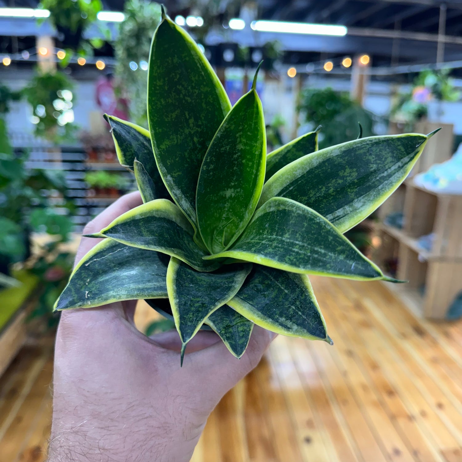 Sansevieria Emerald Star