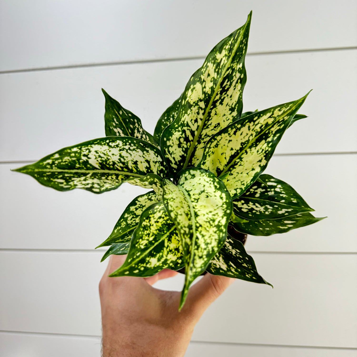 Aglaonema Snow White