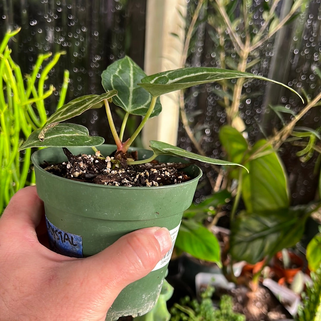 Anthurium Crystallinum x Dark Forgetii