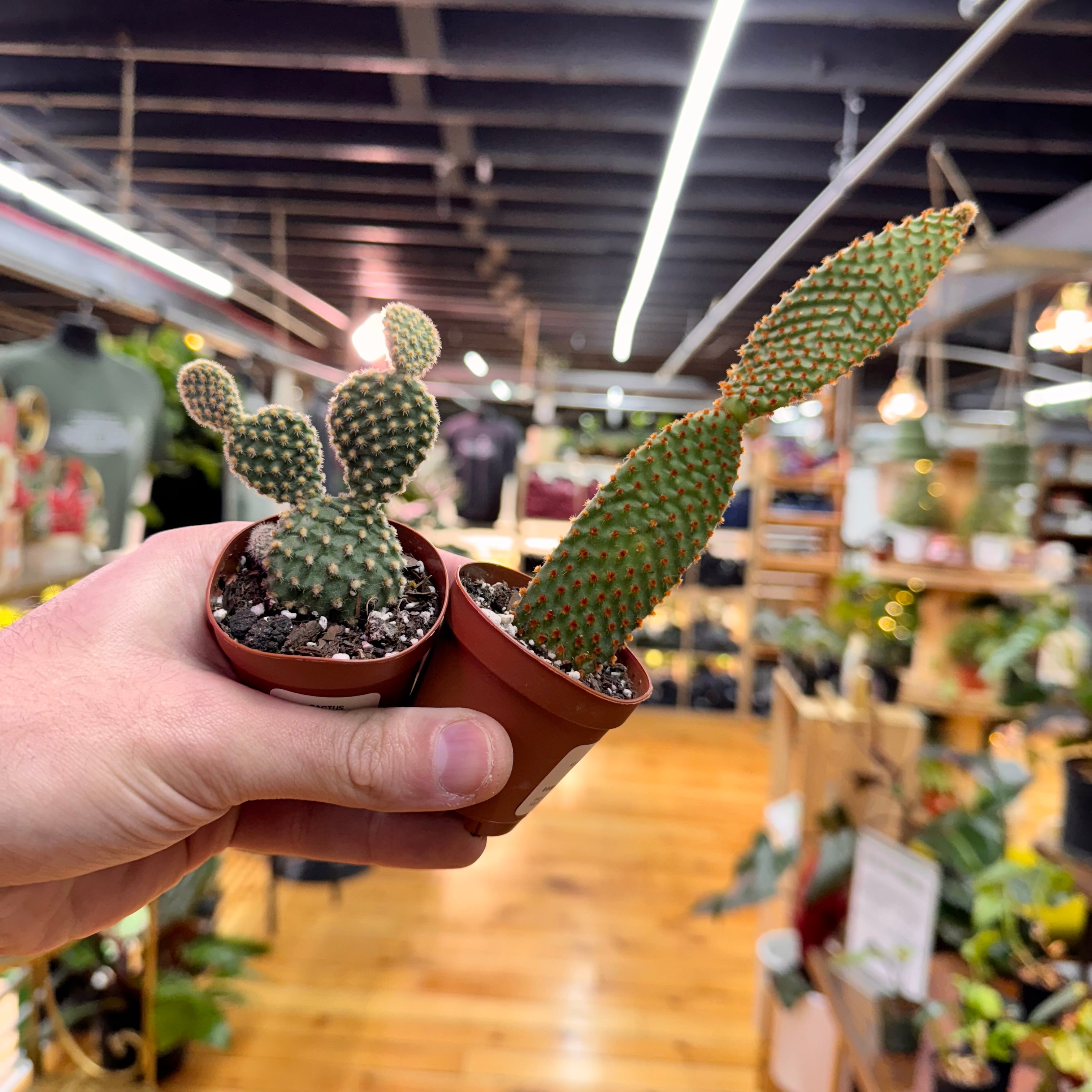 Assorted Small Cactus