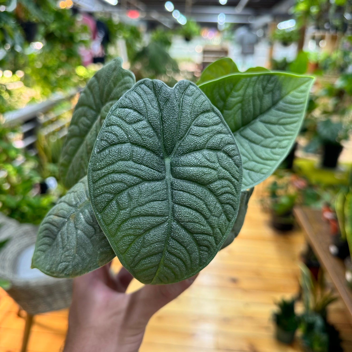 Alocasia Melo