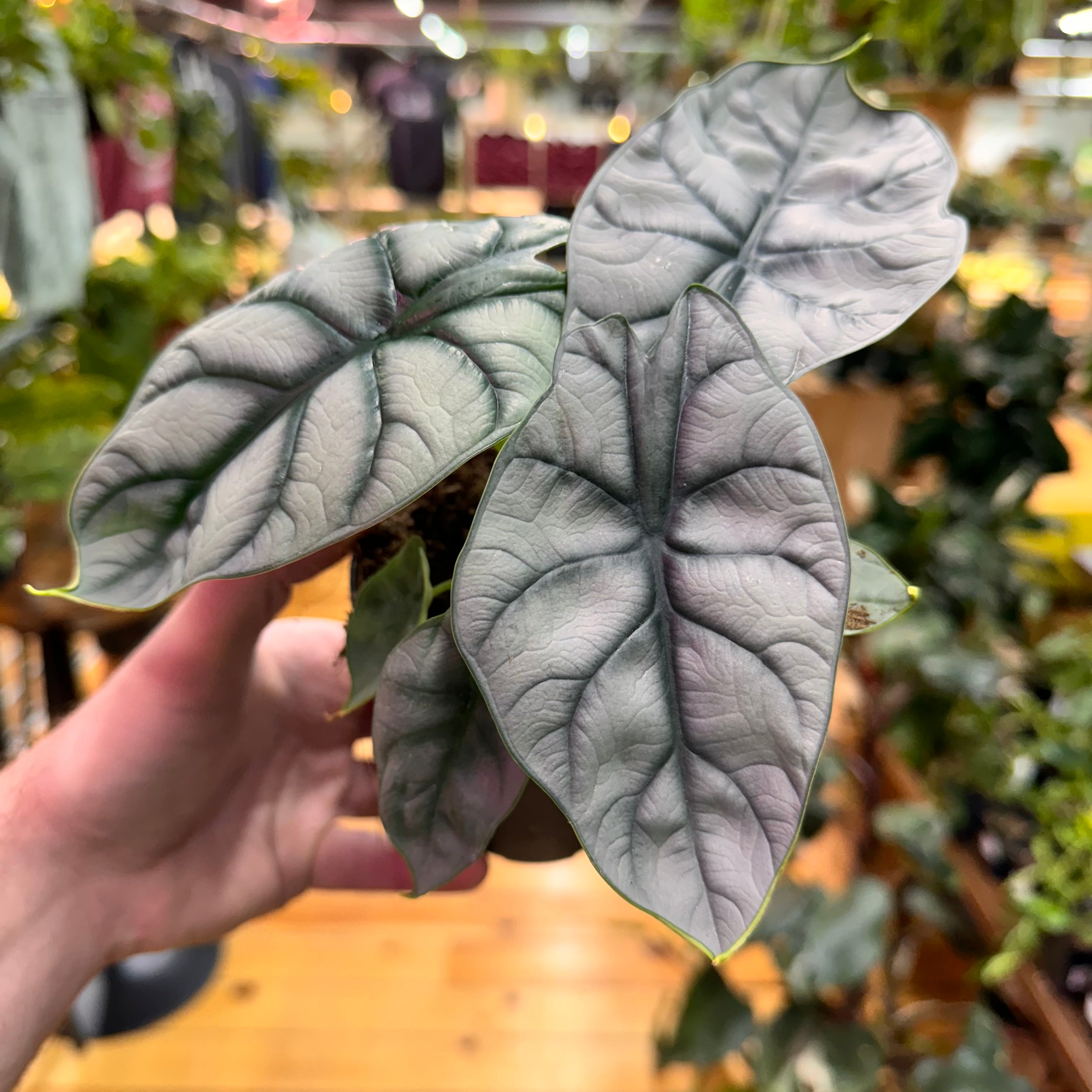 Alocasia Silver Dragon