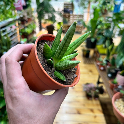 Sansevieria Hedgehog