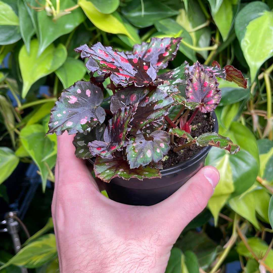 Begonia Madagascar