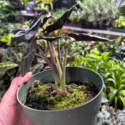 Alocasia Infernalis Kapit