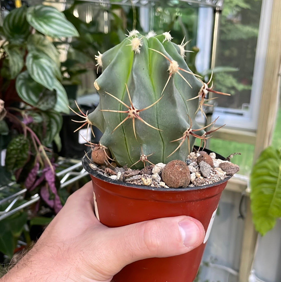 Ferocactus Glaucescens