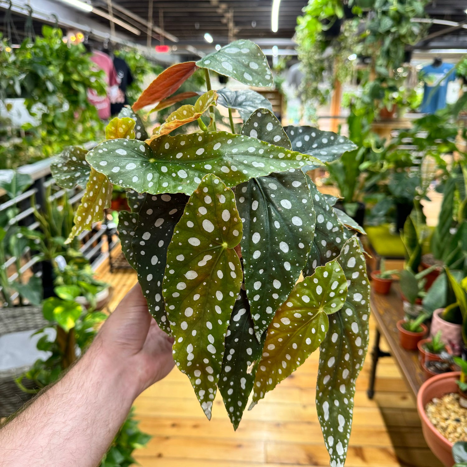 Begonia Maculata