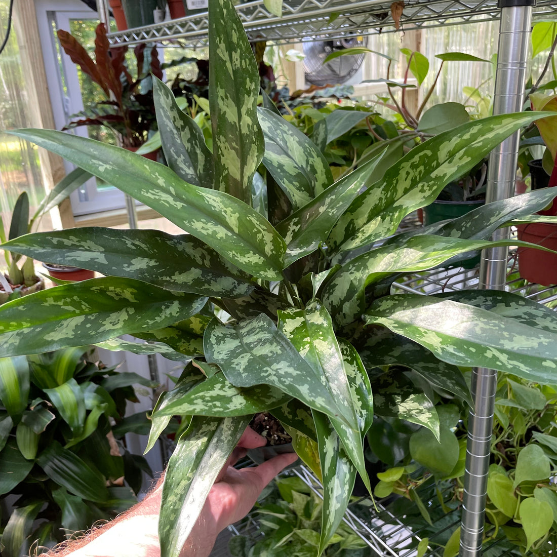 Aglaonema Maria