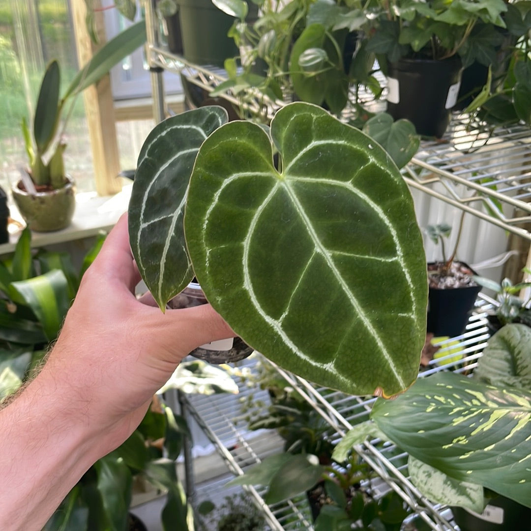 Anthurium Magnificum x Forgetti