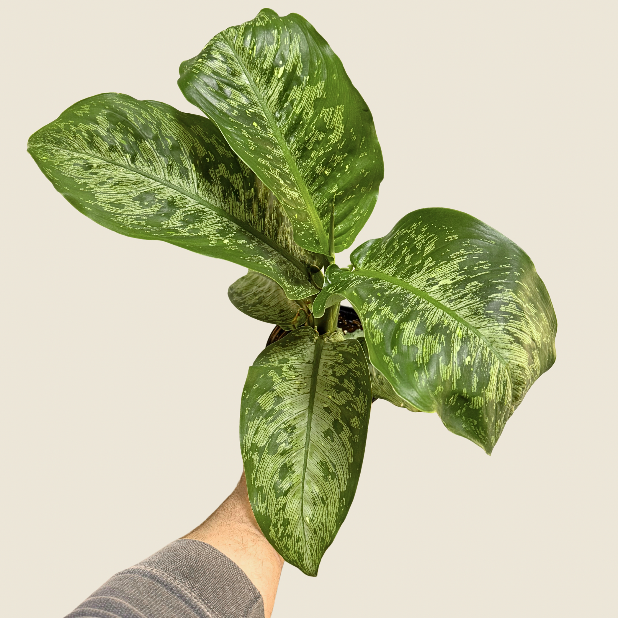 Dieffenbachia Panther