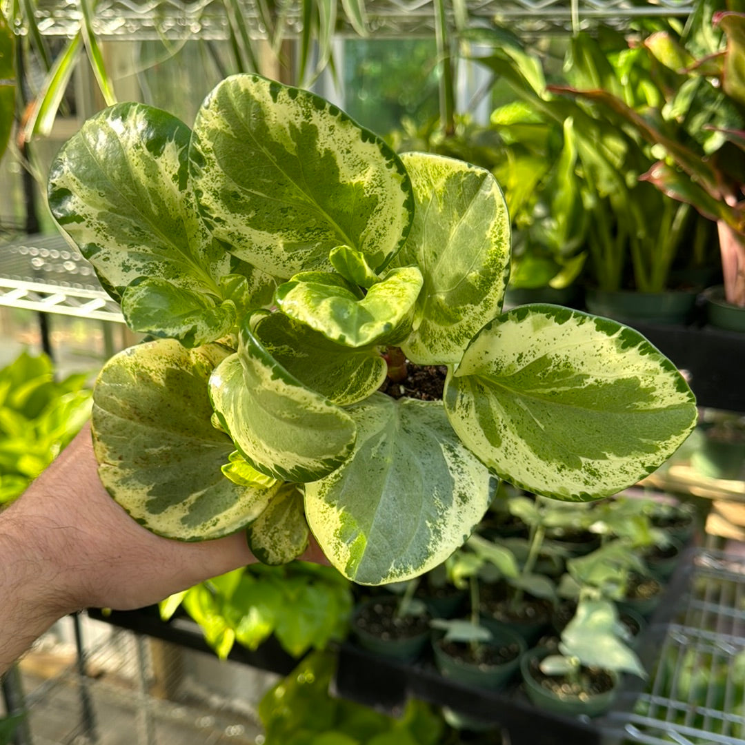 Peperomia Golden Gate