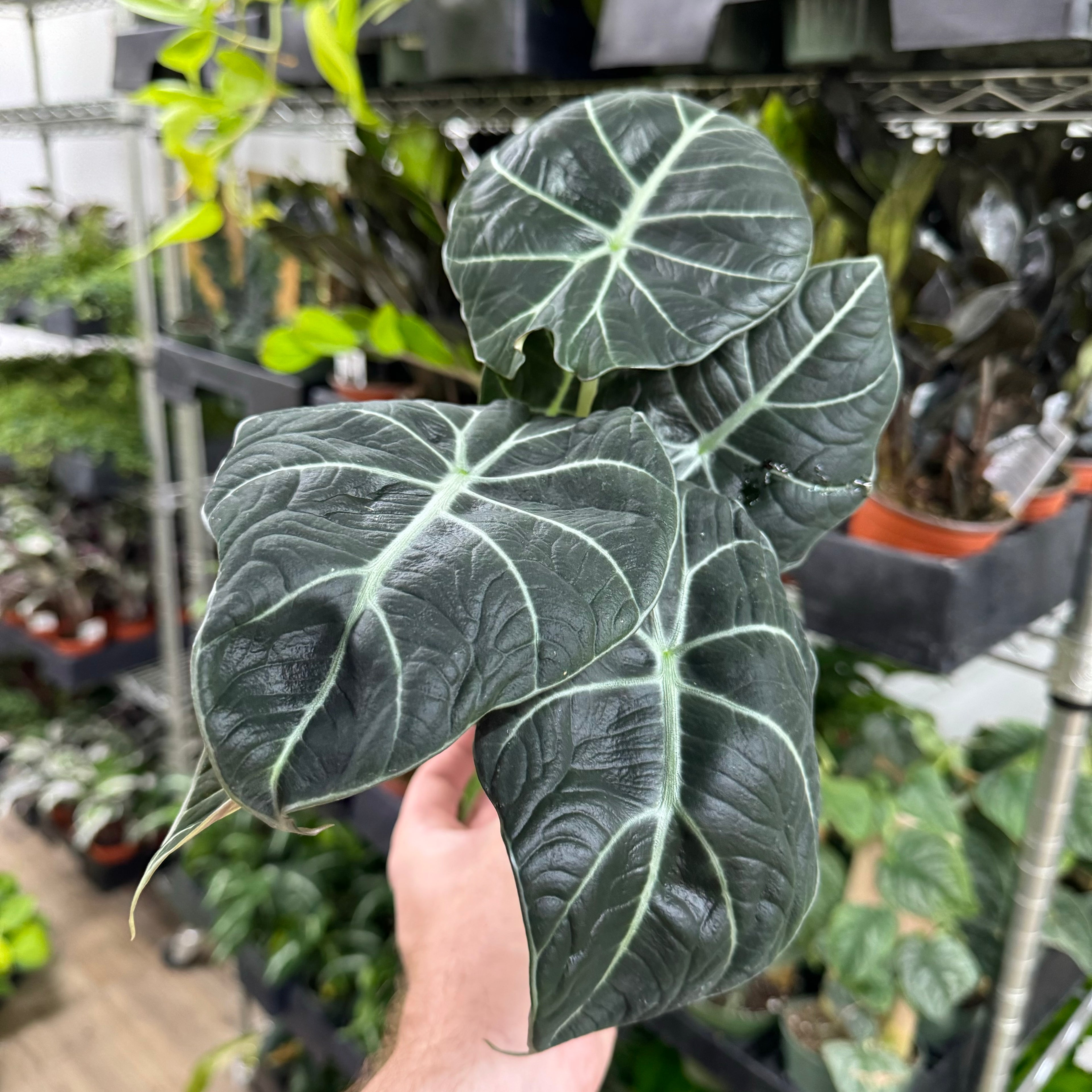 Alocasia Black Velvet