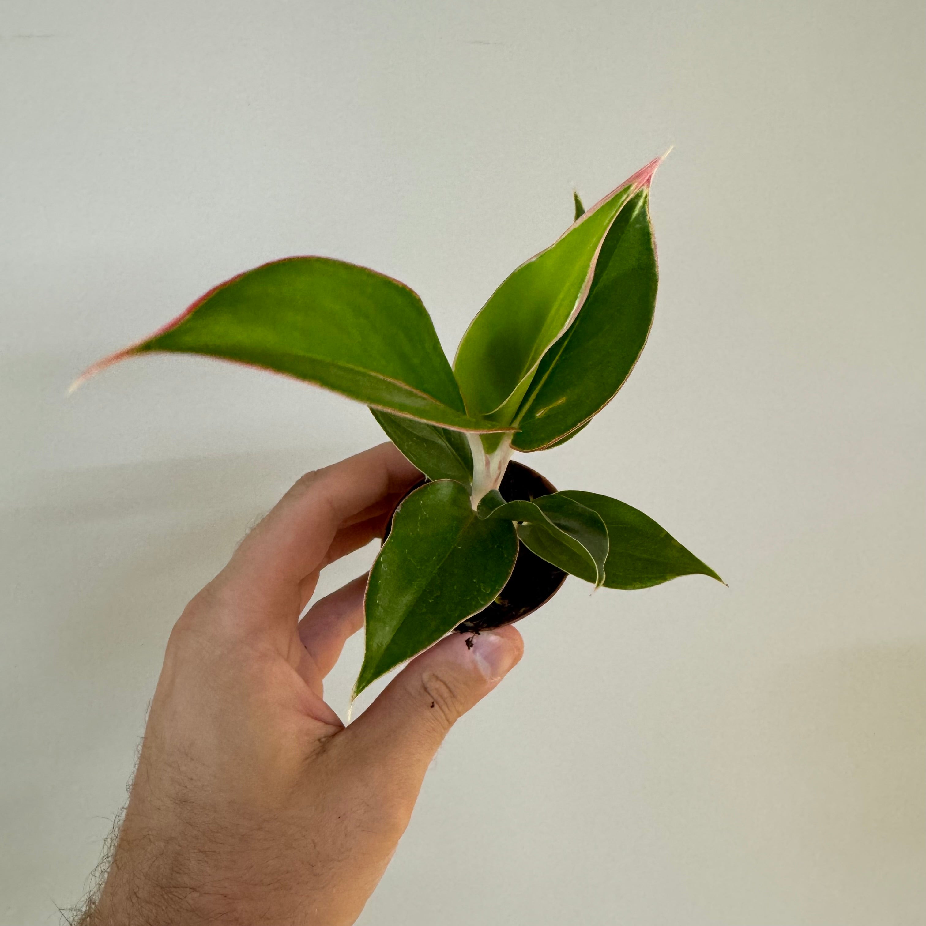 Aglaonema Sappire