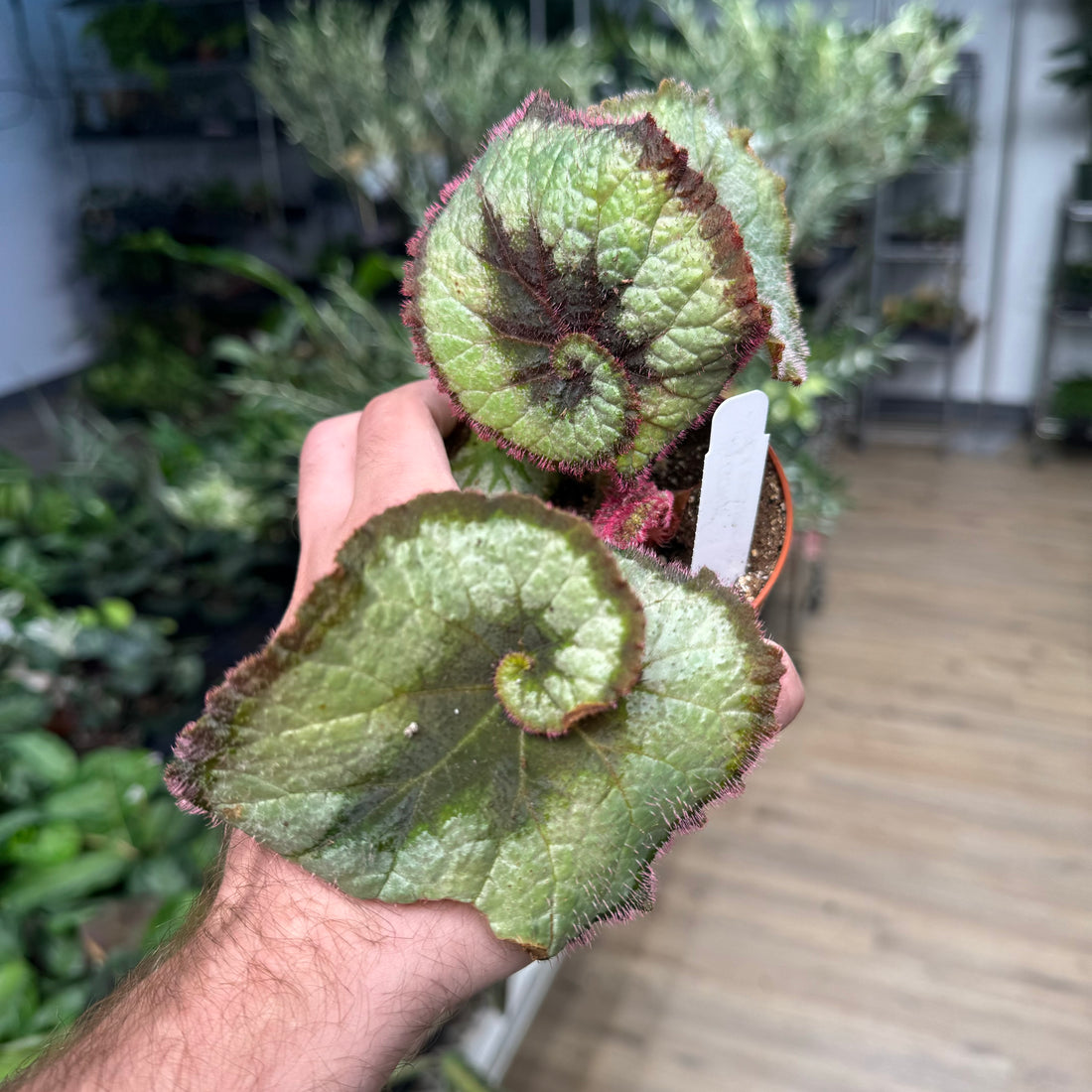 Begonia Rex Escargot