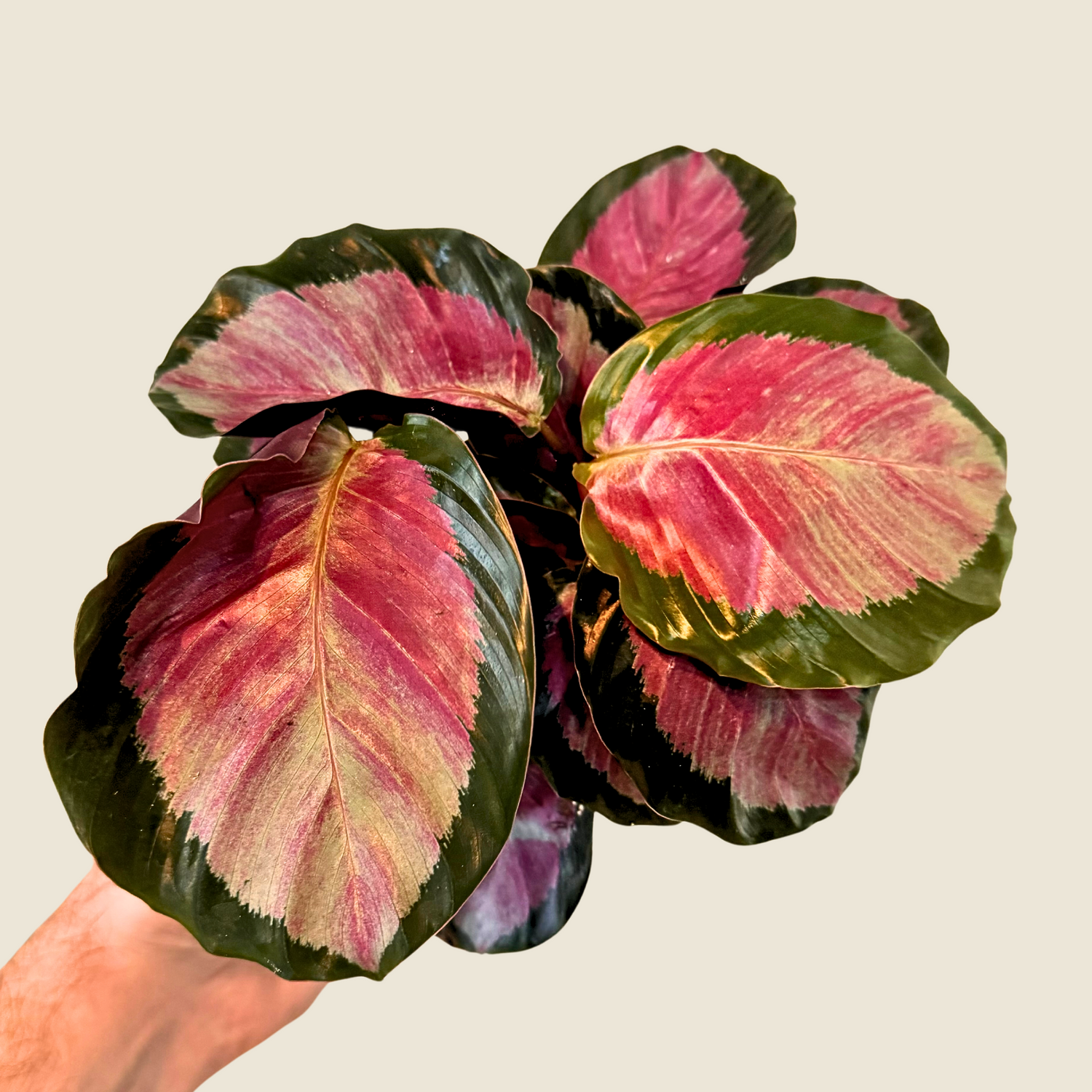 Calathea Roseopicta Rosy