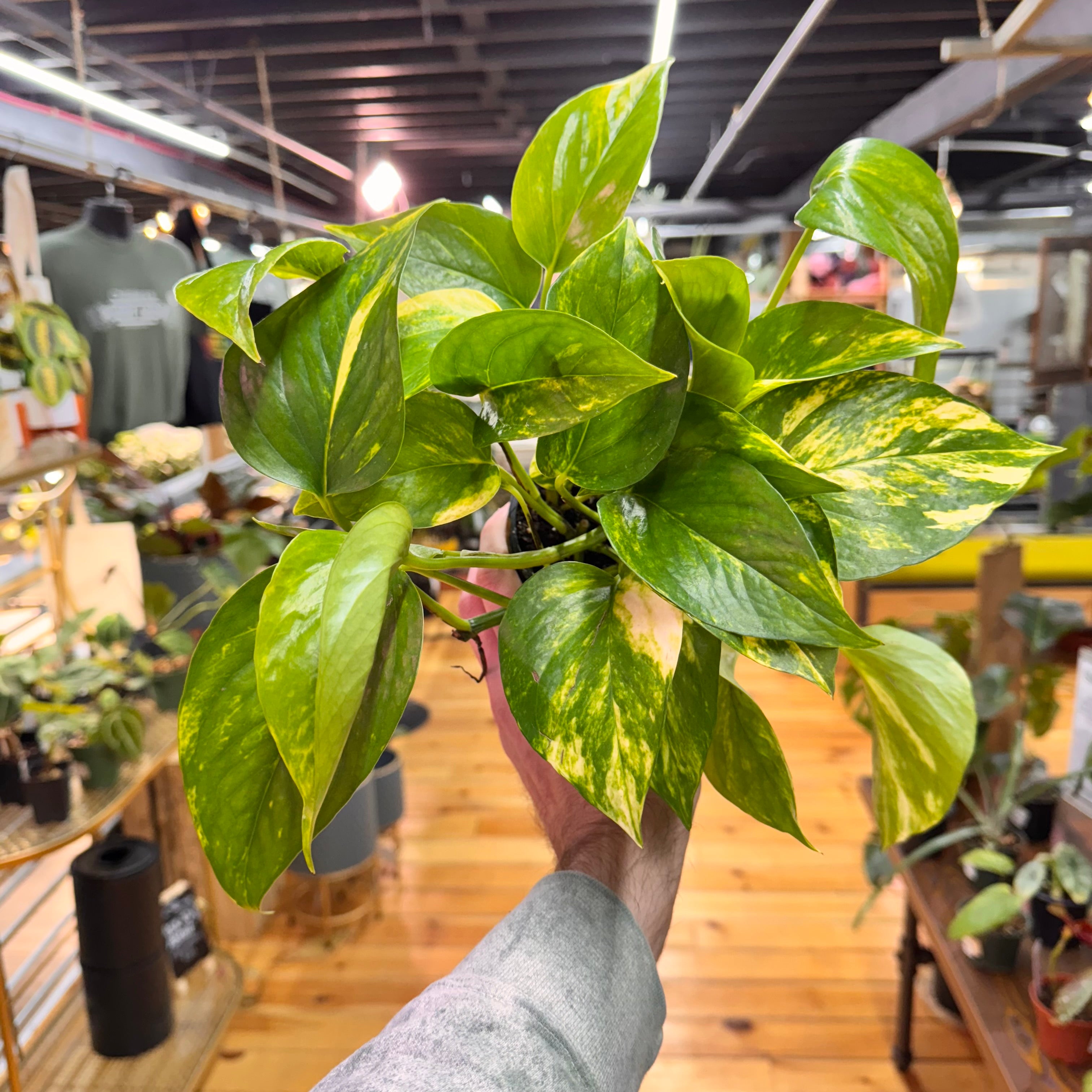 Pothos Golden