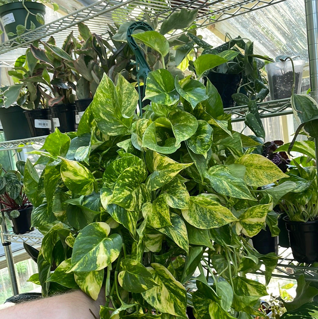 Pothos Golden