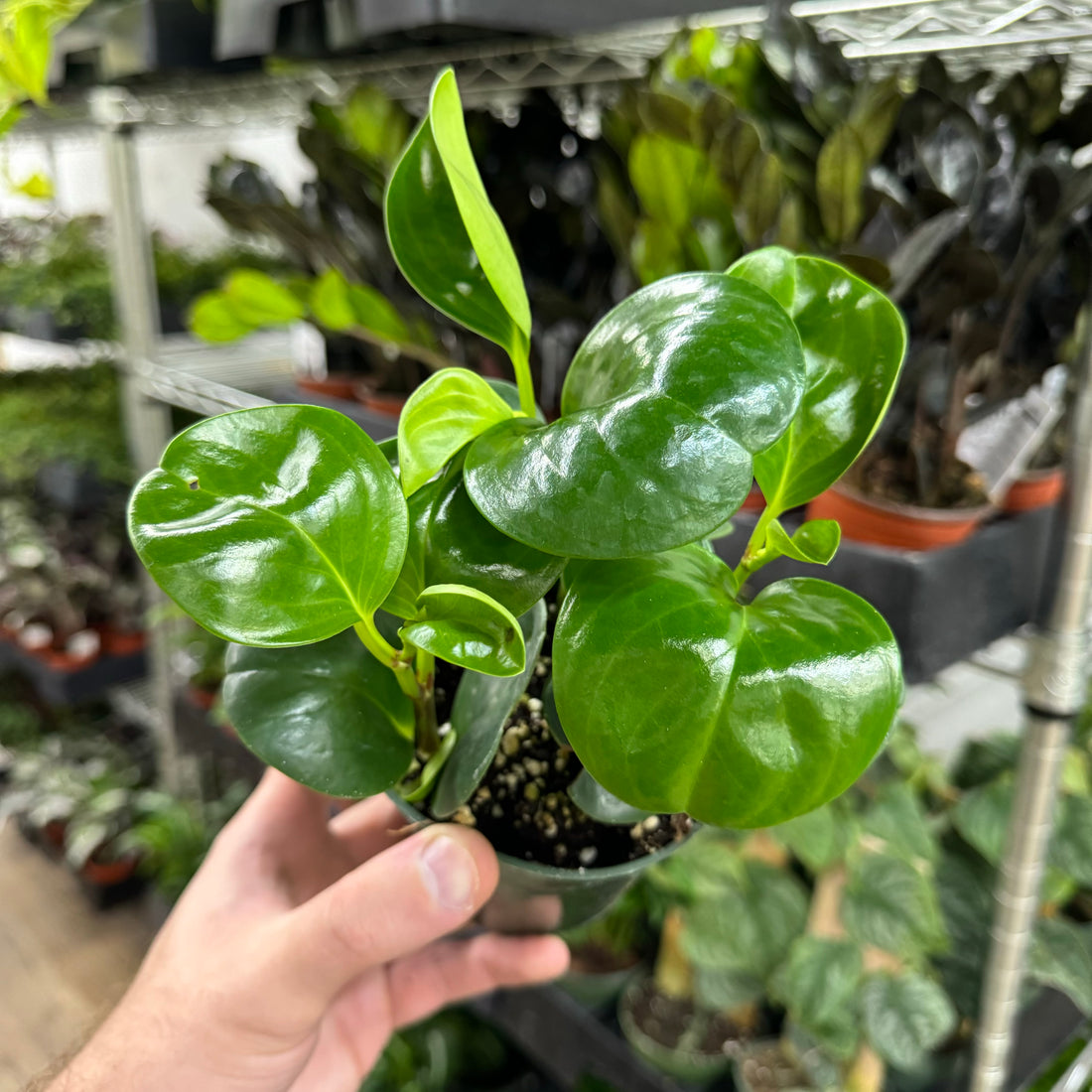 Peperomia Green Obtusifolia