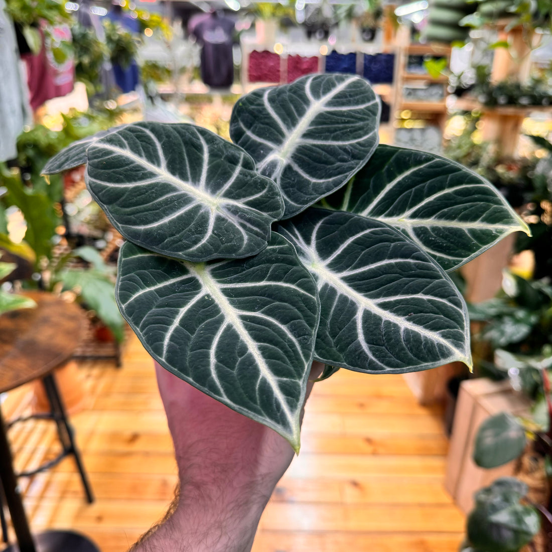 Alocasia Ninja