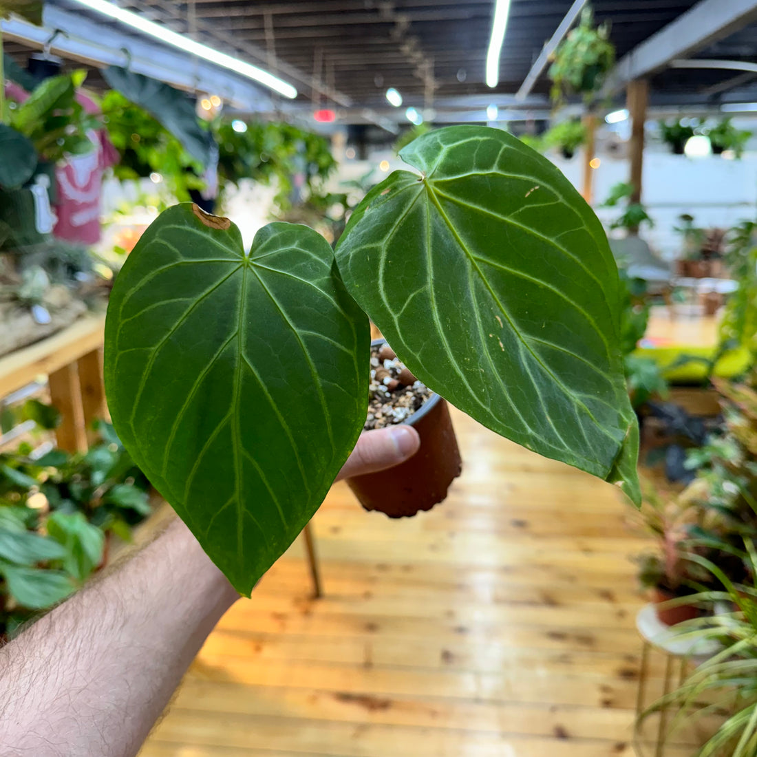 Anthurium Magnificum