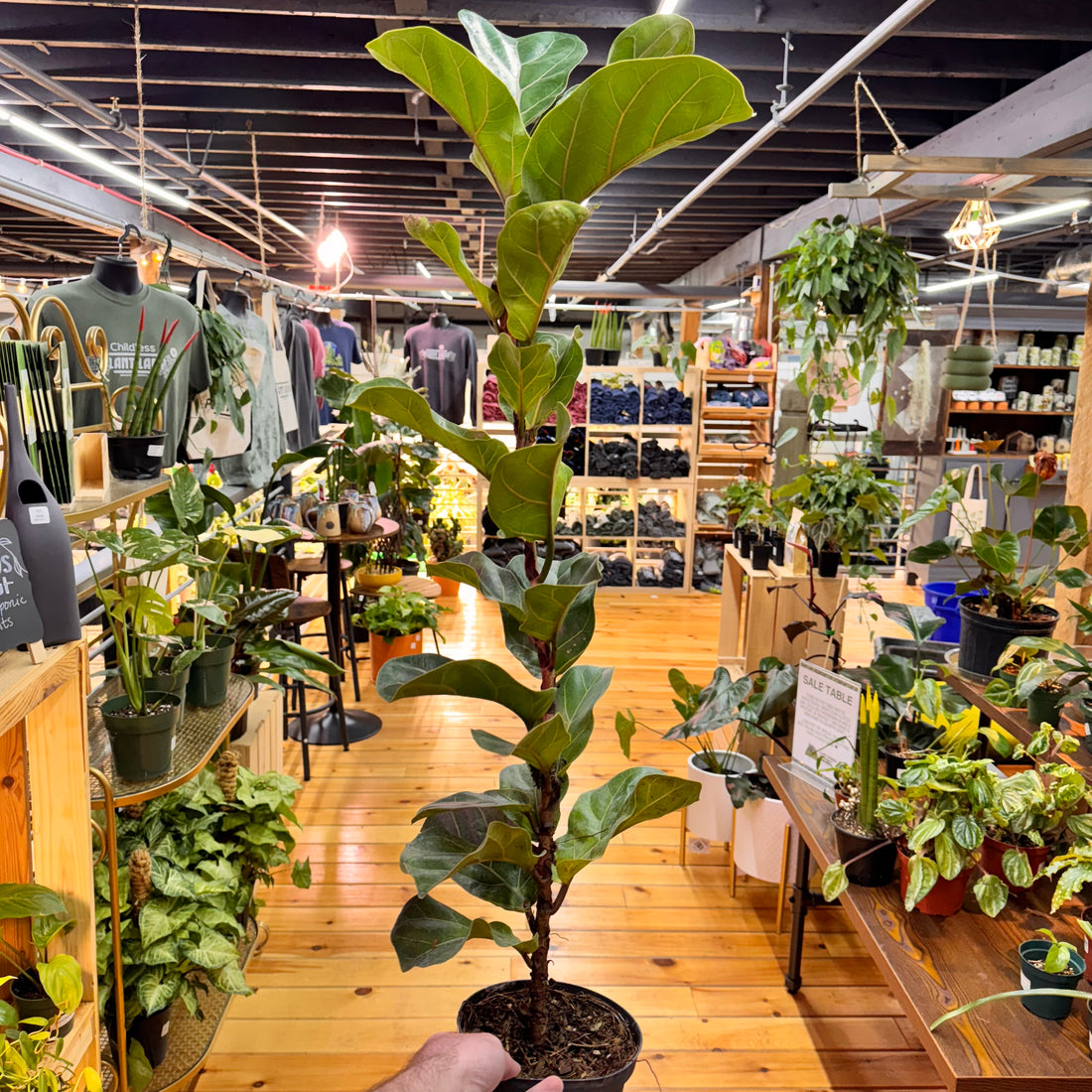 Ficus Lyrata &