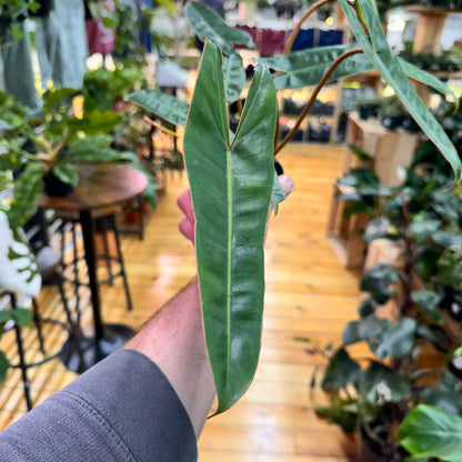 Philodendron Billietiae