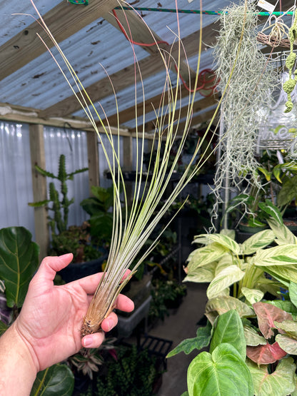 Juncifolia Air Plant