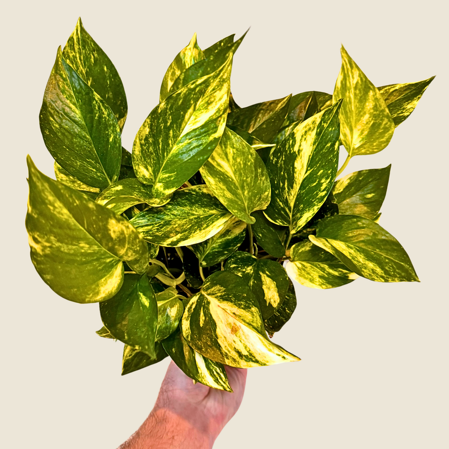 Pothos Hawaiian