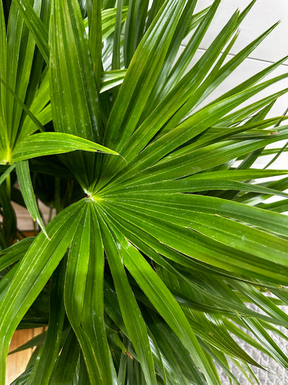 Palm Chinese Fan