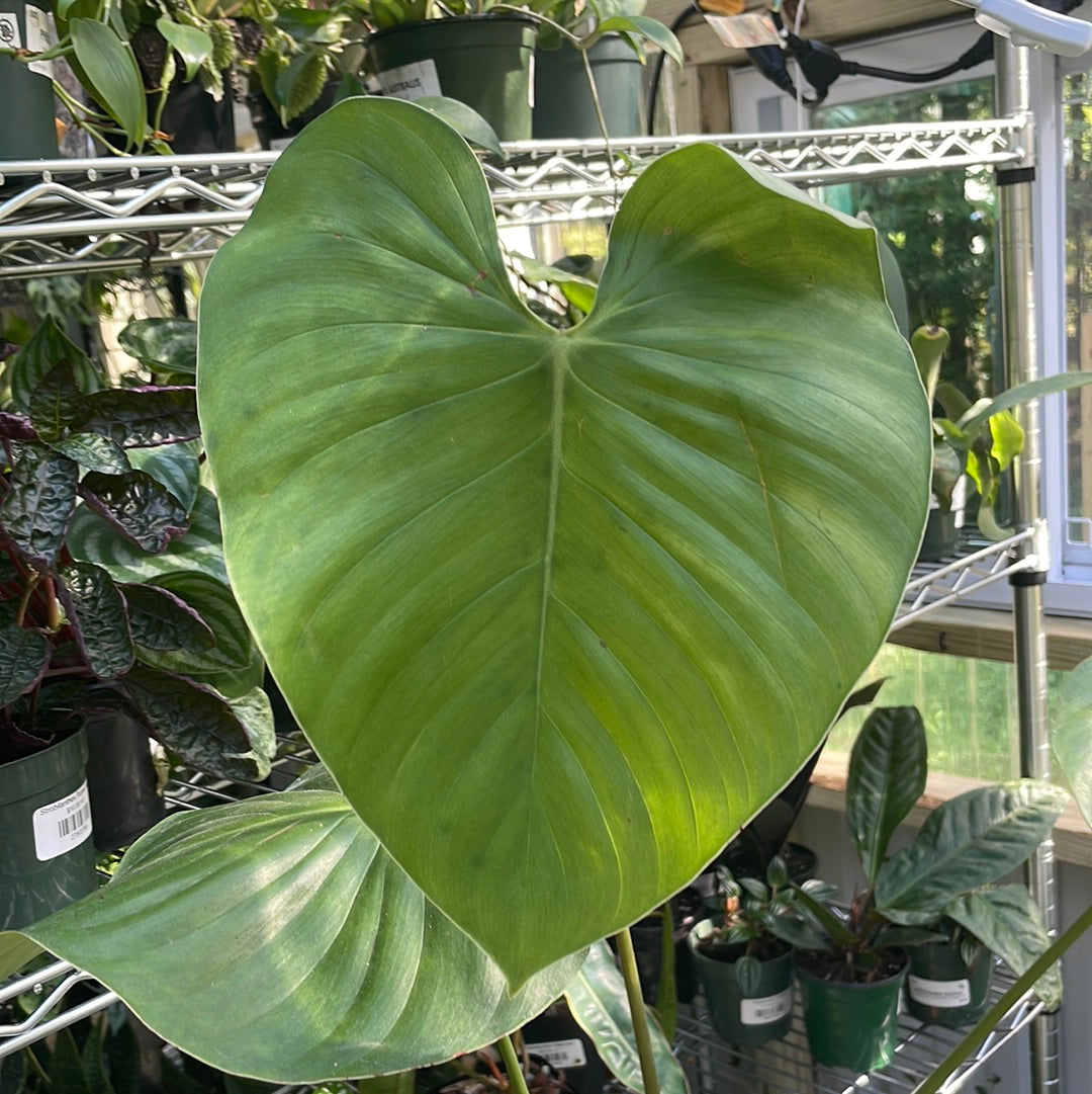 Philodendron Lynamii