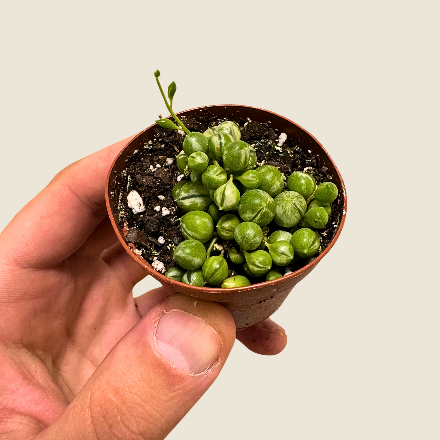 String of Pearls Variegated