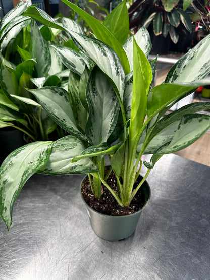 Aglaonema Emerald Bay