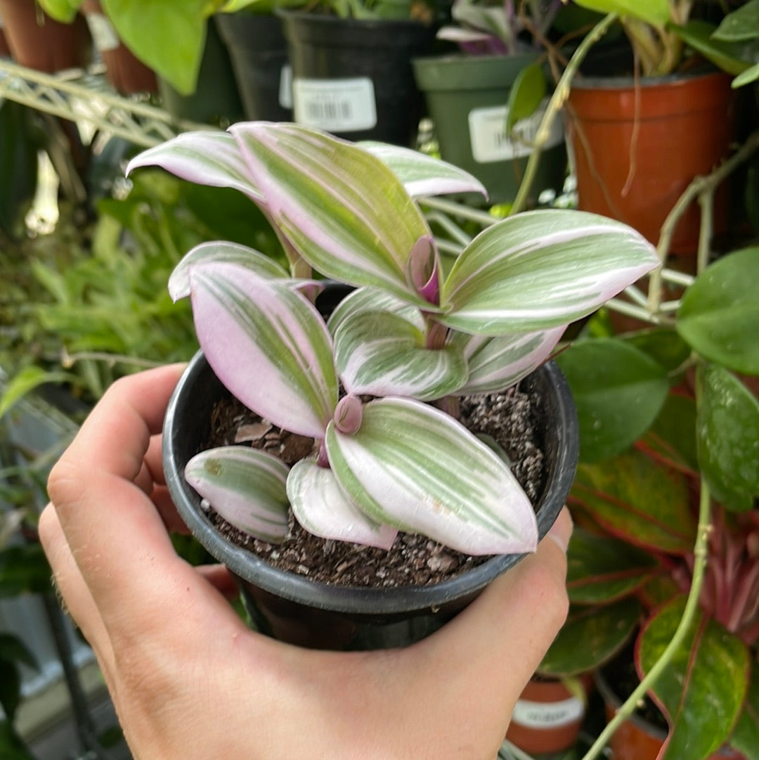 Tradescantia Nanouk