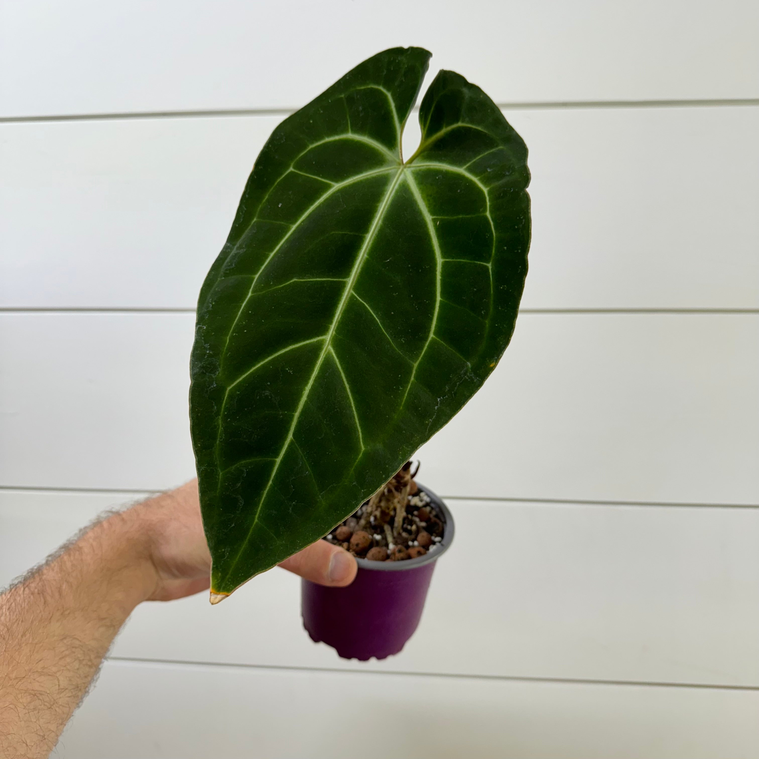 Anthurium Besseae aff