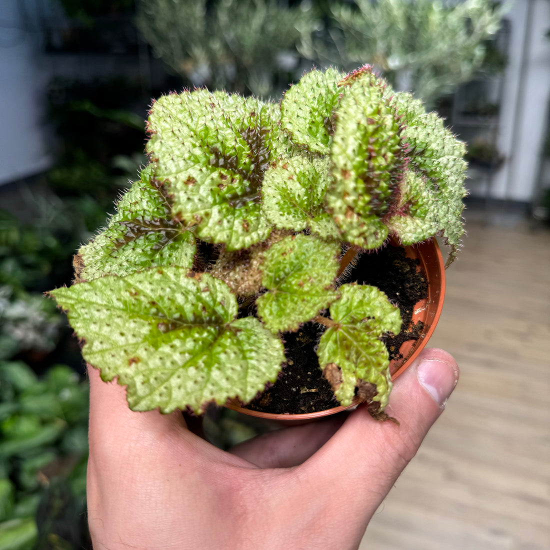 Begonia Tricolor Variegata Masoniana