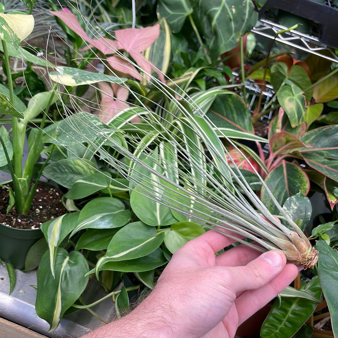 Juncea Air Plant