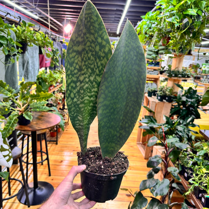 Sansevieria Whale Fin