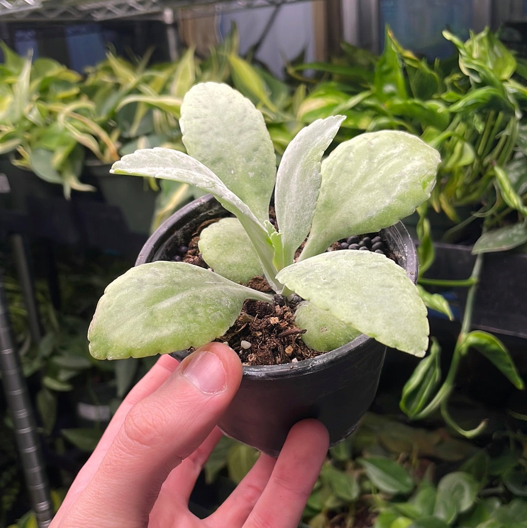 Kalanchoe Donkey Ears