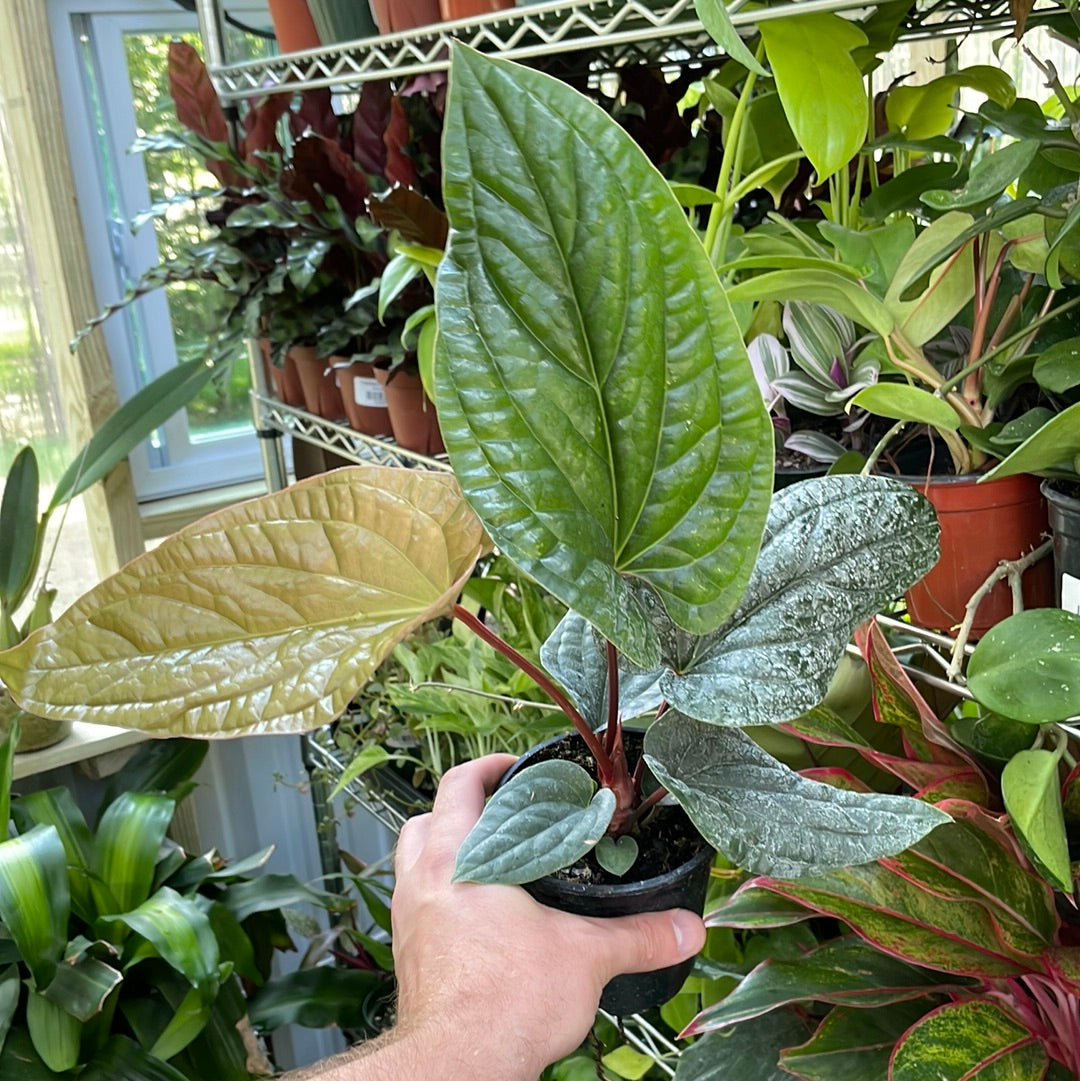 Anthurium Radicans x Luxurians