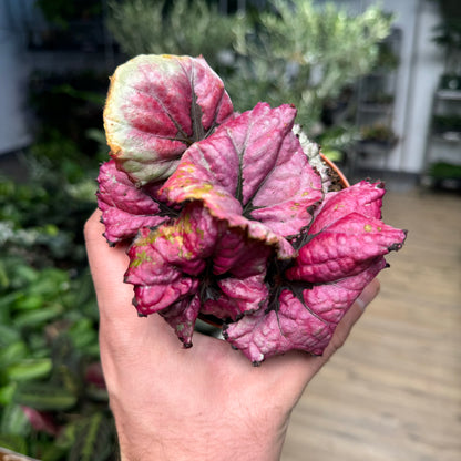 Begonia Kotobugi