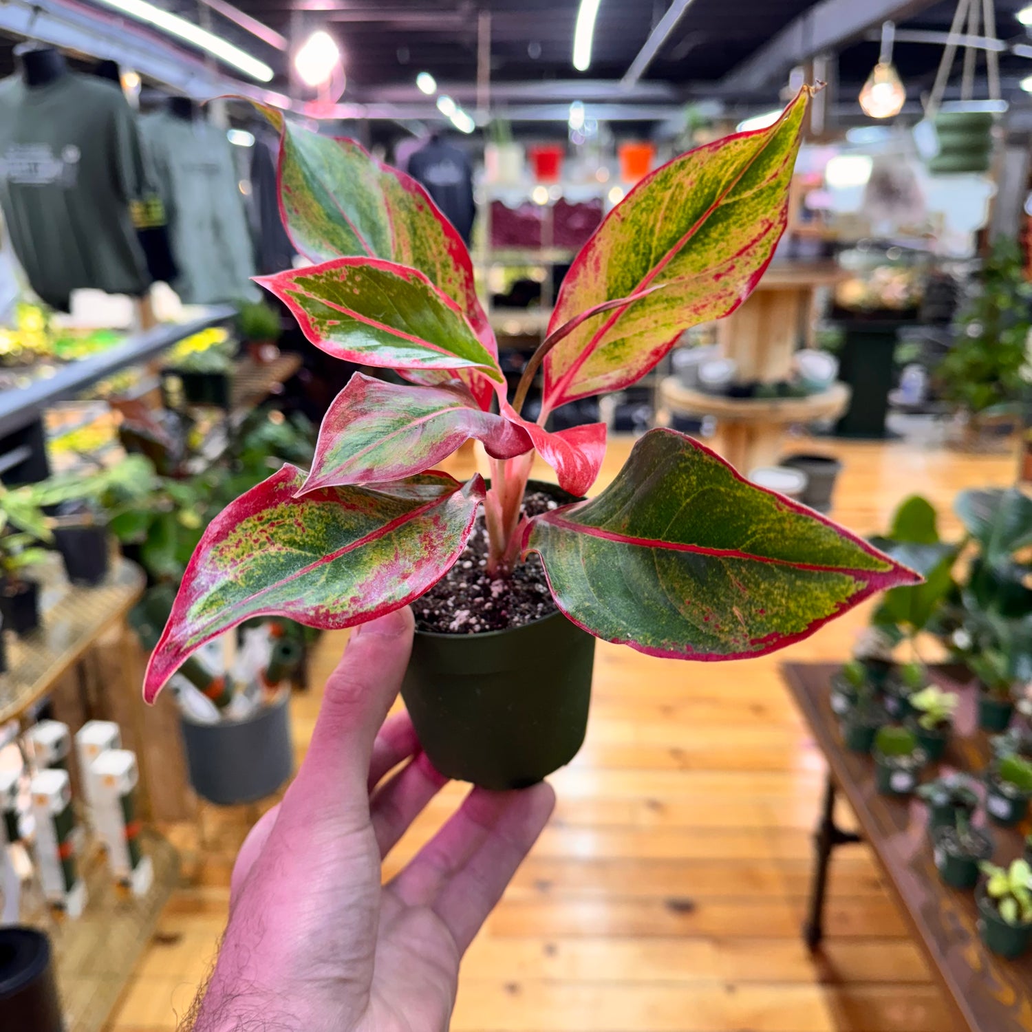 Aglaonema Red Siam