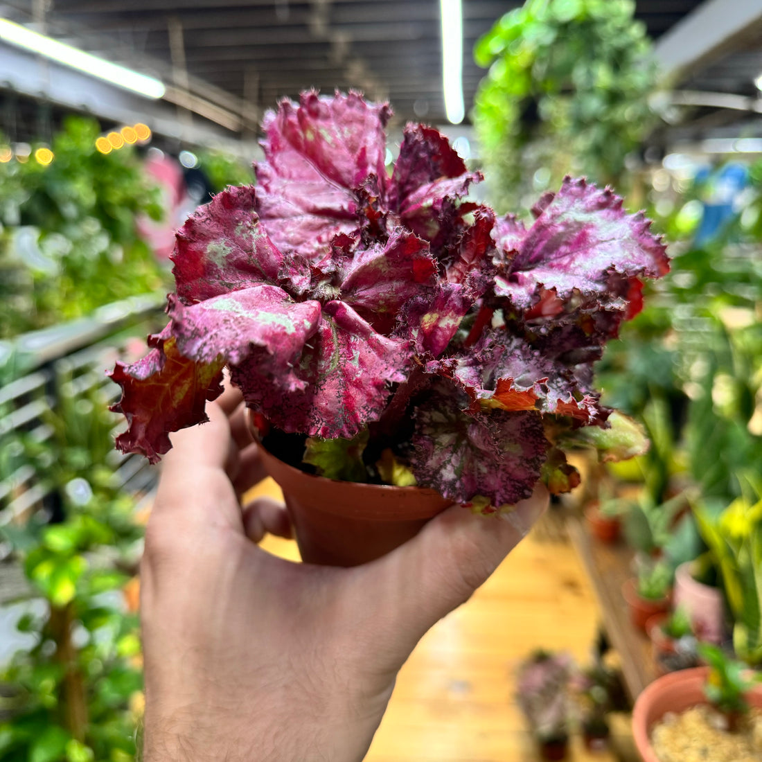 Begonia Pink Missy