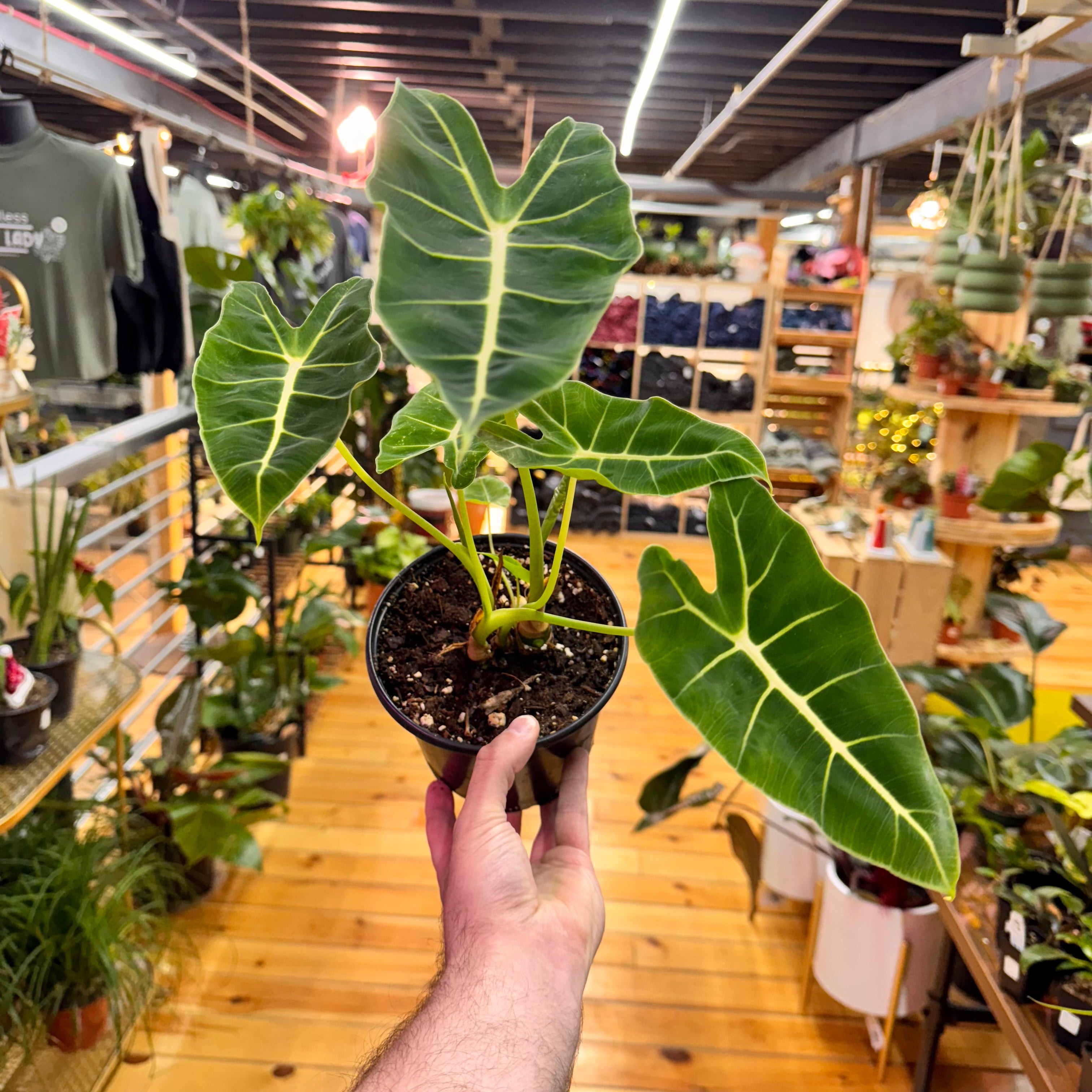 Alocasia Frydek