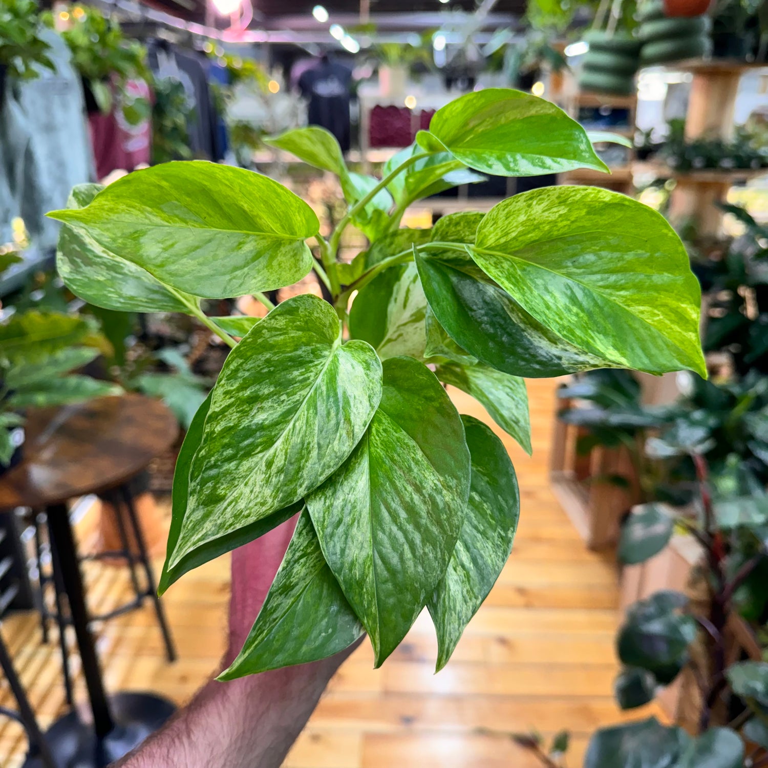 Pothos Marble Queen