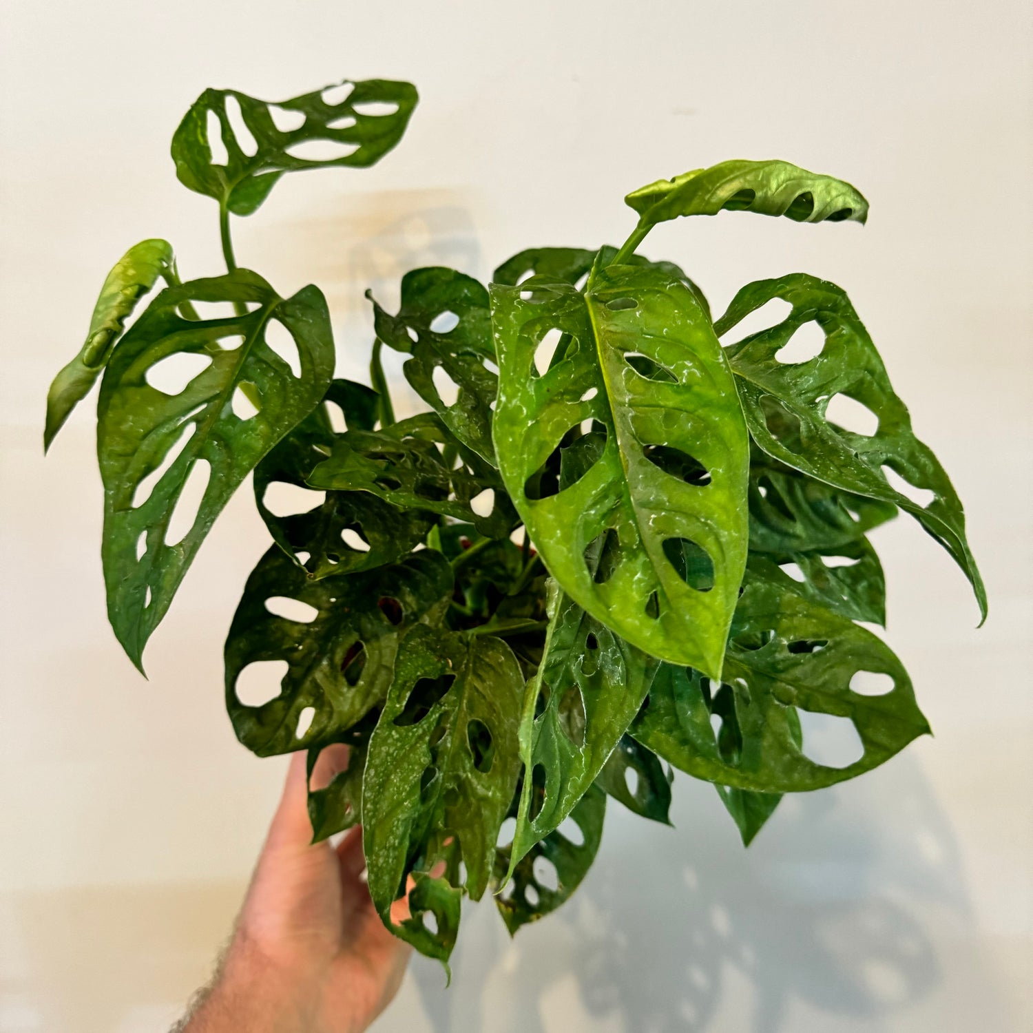 Monstera Swiss Cheese